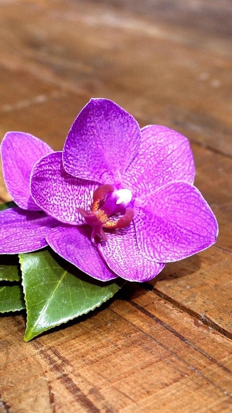 750x1334 Purple Orchid Flowers, Wood Board 750x1334 IPhone 8 7 6 6S Wallpaper, Background, Picture, Image