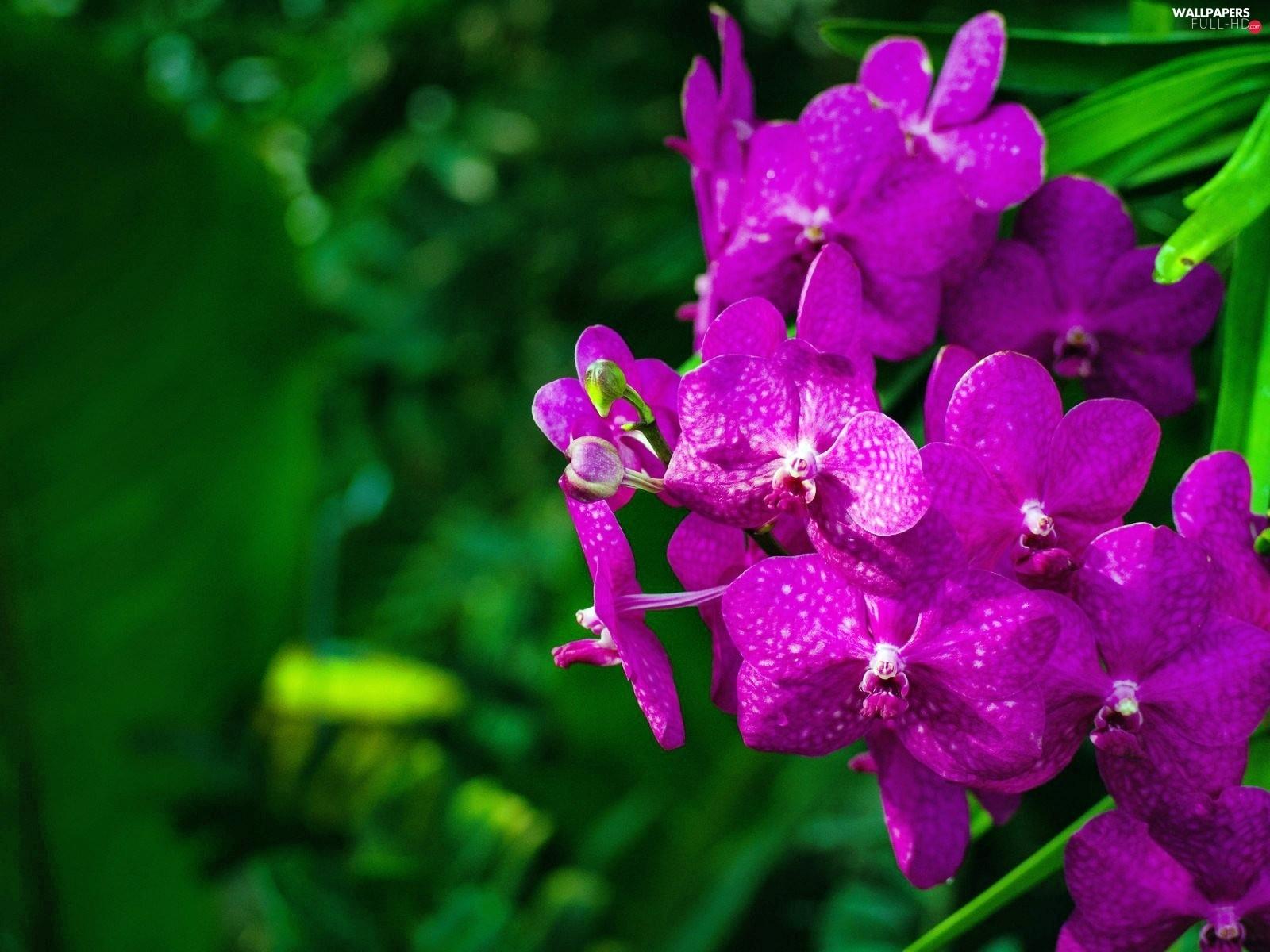 Purple Orchid Flowers Wallpapers Top Free Purple Orchid Flowers