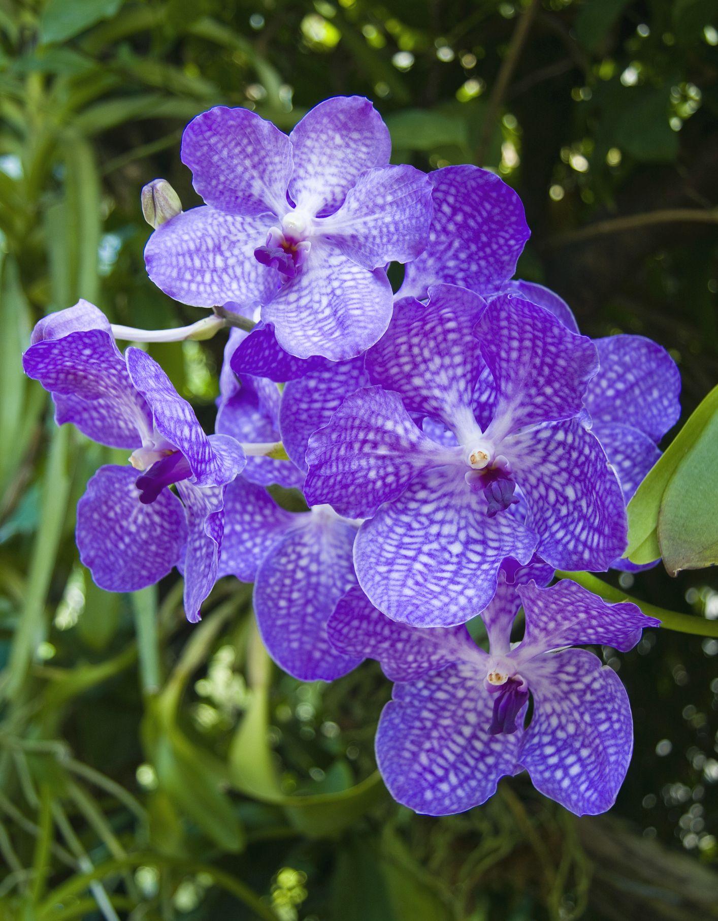 1414x1813 Different Types of Orchids Additions & Houseplants