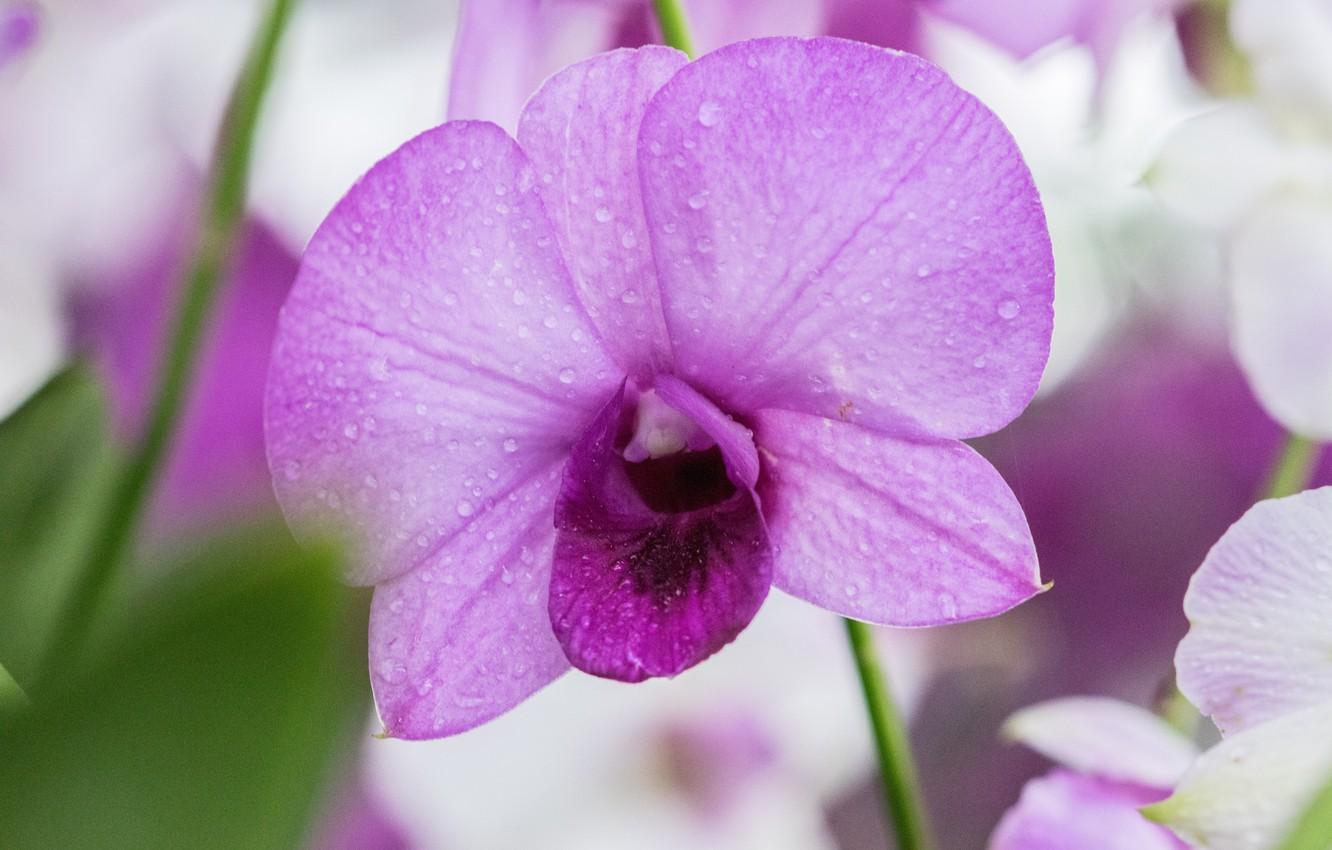 1332x850 Wallpaper flower, purple, Orchid image for desktop, section цветы