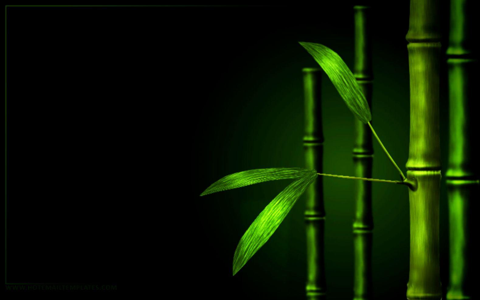 1579x987 Bamboo HD