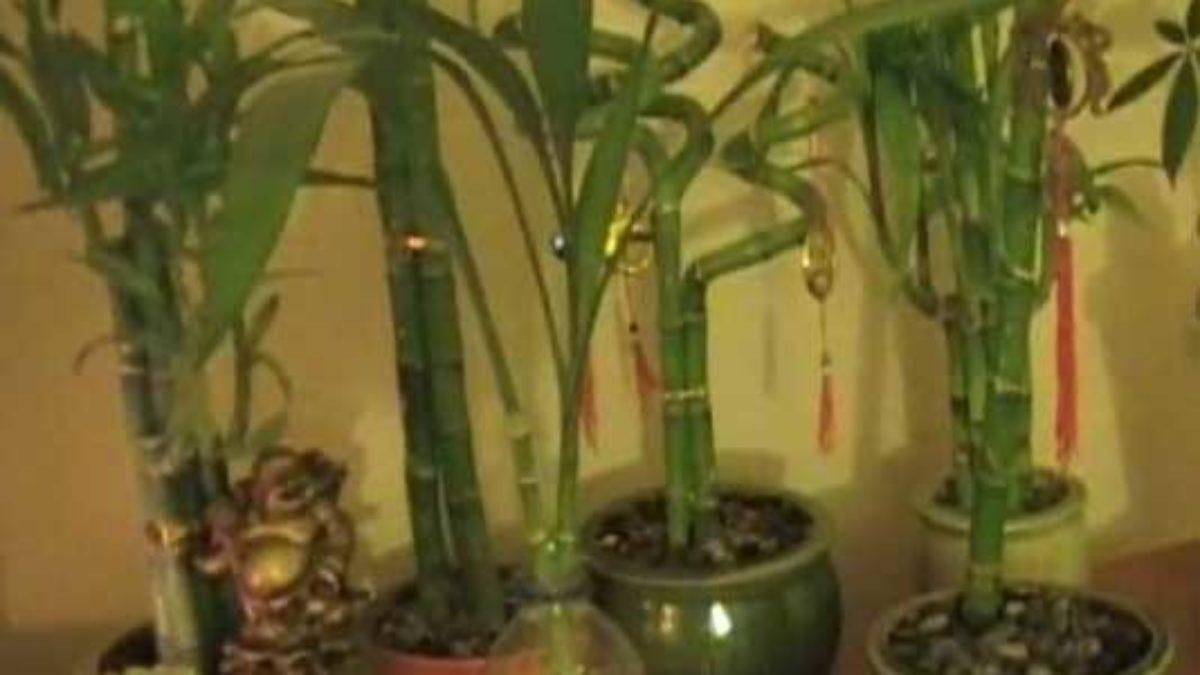 1200x675 Vastu for Bamboo Plant, Direction & Useful Tips