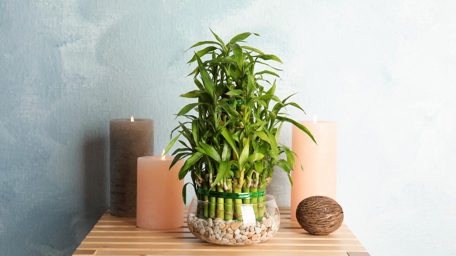 1600x900 Telltale Signs Your Lucky Bamboo Plants Are In Trouble