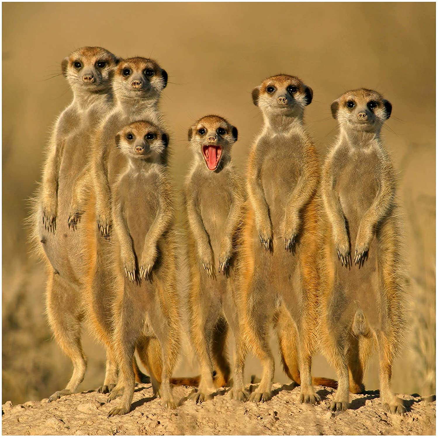 Meerkat Family Wallpapers - Top Free Meerkat Family Backgrounds -  WallpaperAccess