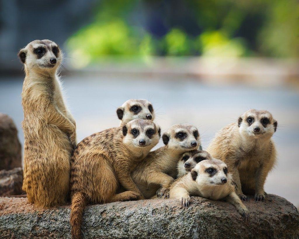 1024x819 Meerkat, animals, family, 4k wallpaper. Meerkat, Desert animals, Animals