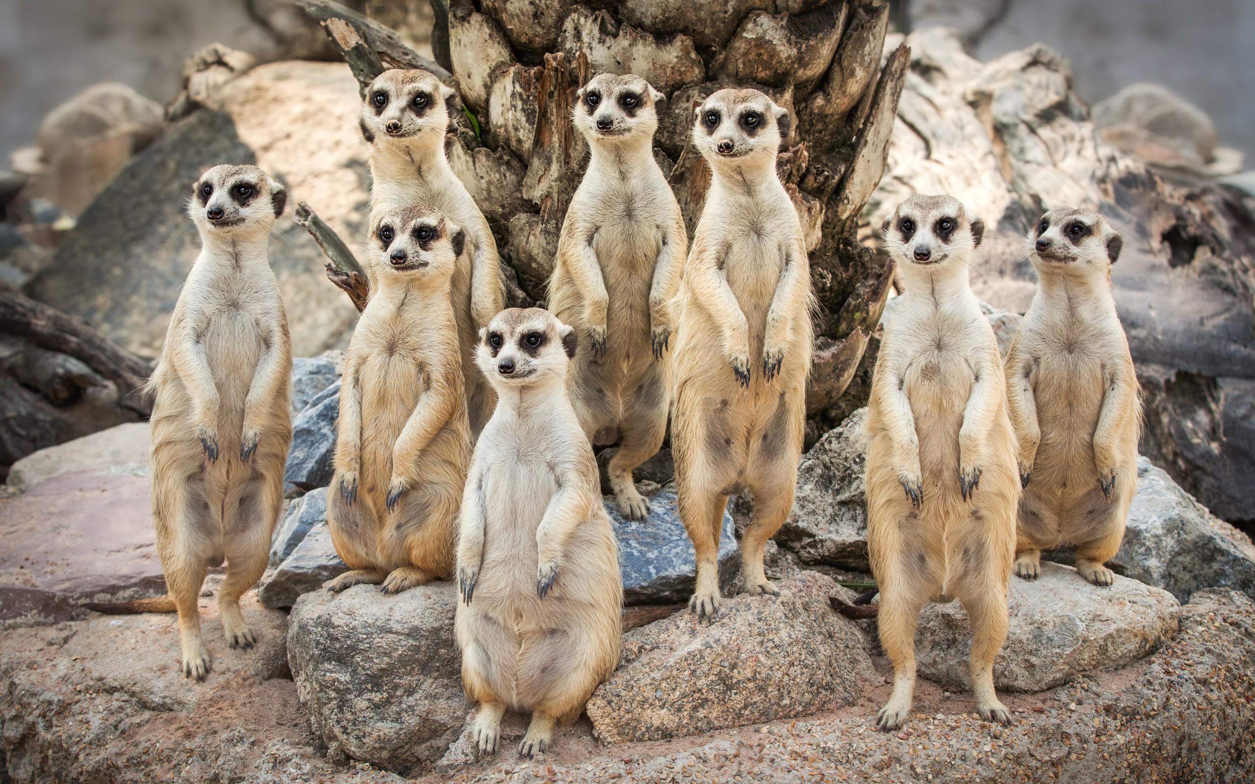 2560x1600 The Meerkat Family Photo♥ HD Wallpaper