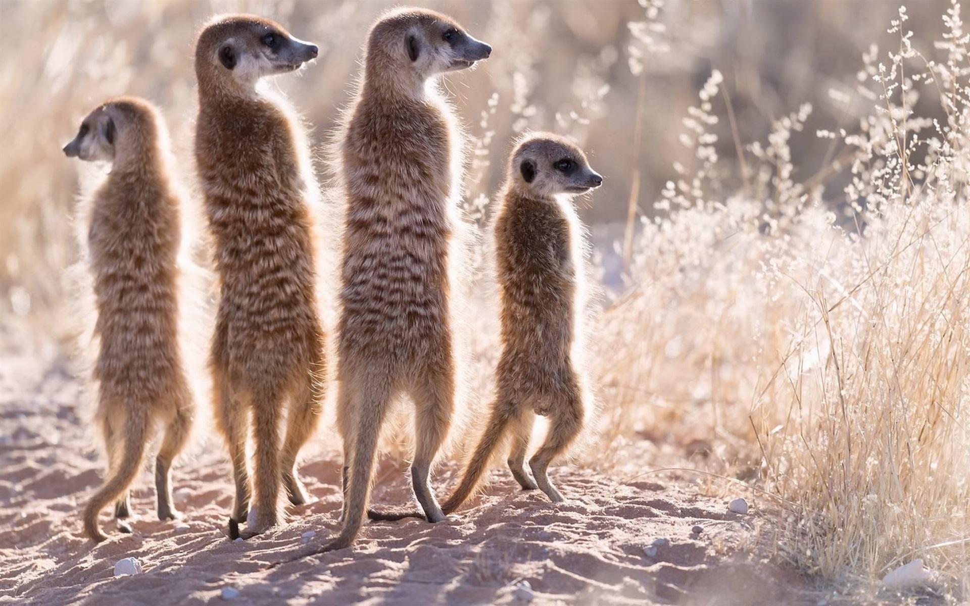 1920x1200 Wallpaper Four meerkats, family, grass 1920x1200 HD Picture, Image