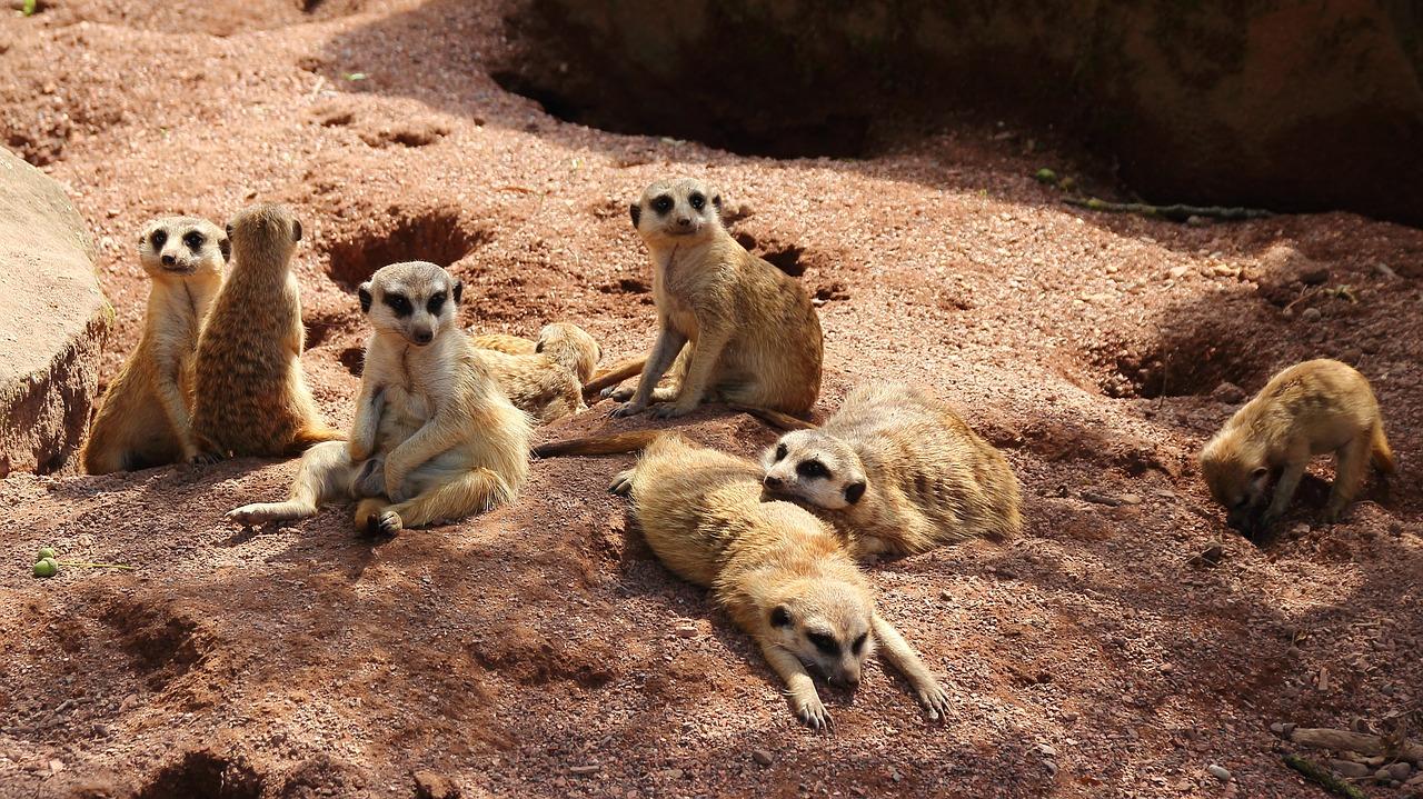 1280x719 Meerkat Family Animals