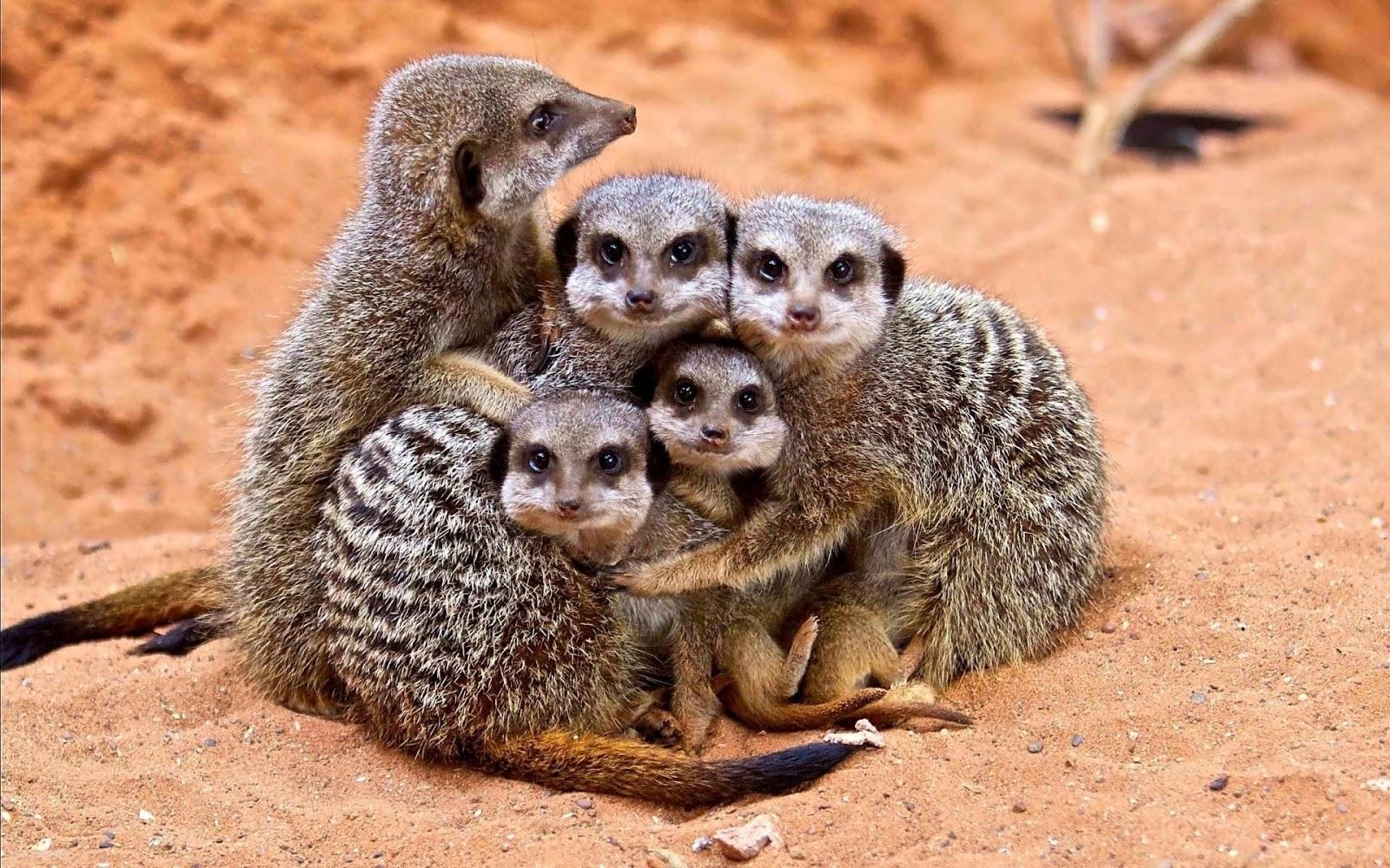 Meerkat Family Wallpapers - Top Free Meerkat Family Backgrounds ...