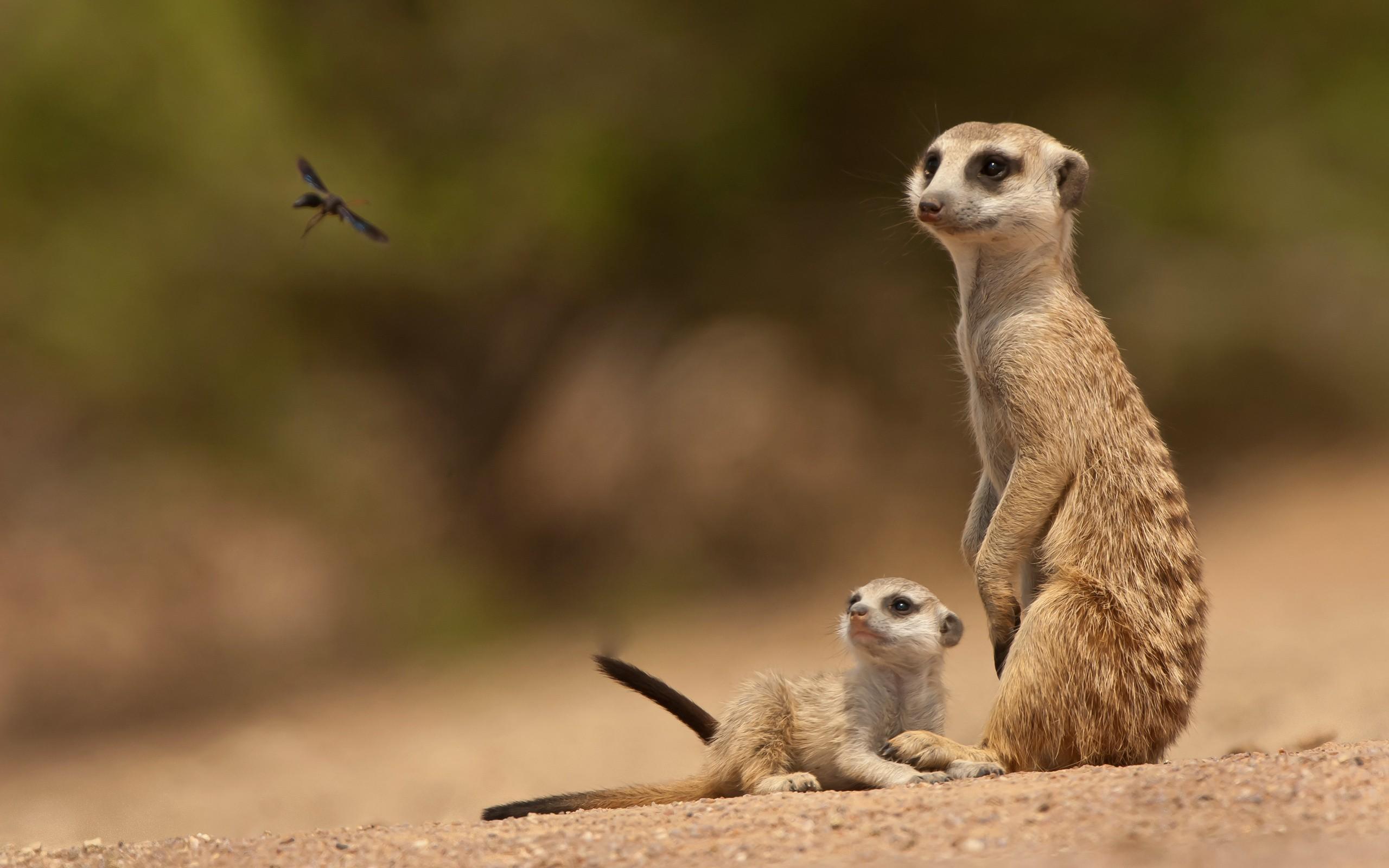 2560x1600 #meerkats wallpaper. Mocah HD Wallpaper