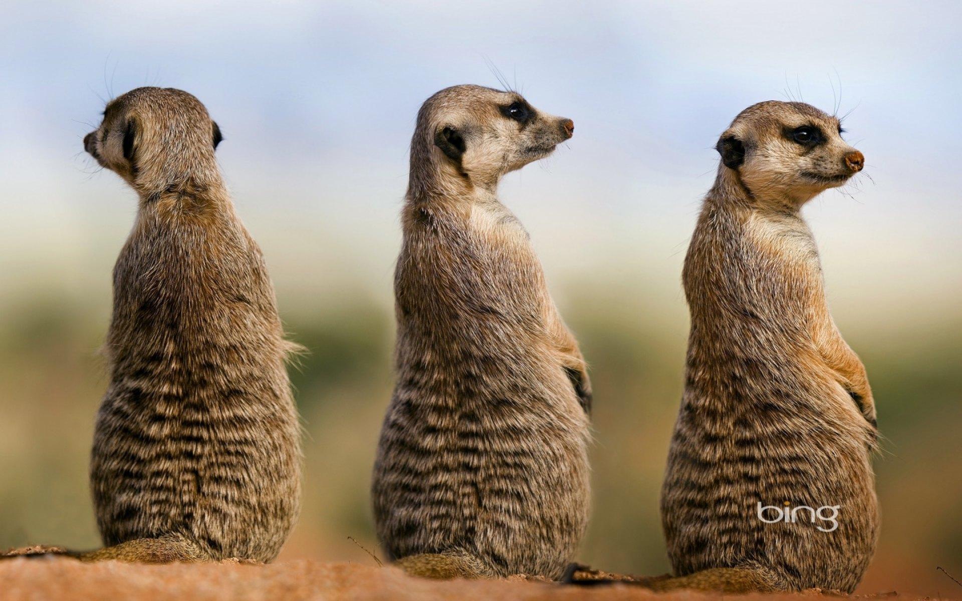 Meerkat Family Wallpapers - Top Free Meerkat Family Backgrounds ...