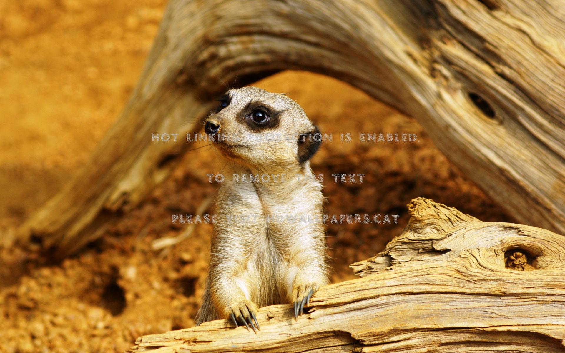 1920x1200 meerkat namibia mammal africa animals