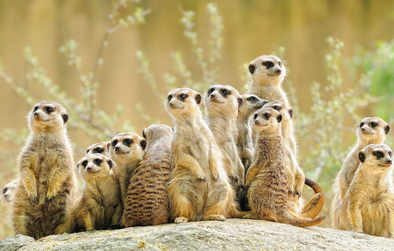 1332x850 Photo Wallpaper Look, Group, Animals, Meerkats, Company