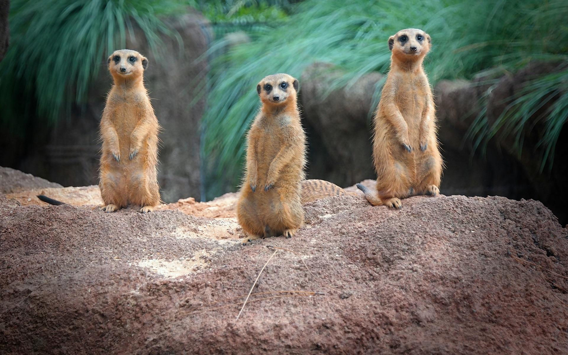 1920x1200 Wallpaper Standing, meerkats, family 1920x1200 HD Picture, Image