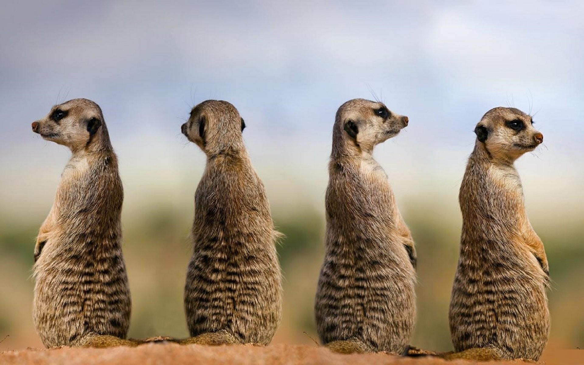 1920x1200 Four meerkats wallpaper download. Wallpaper, picture, photo