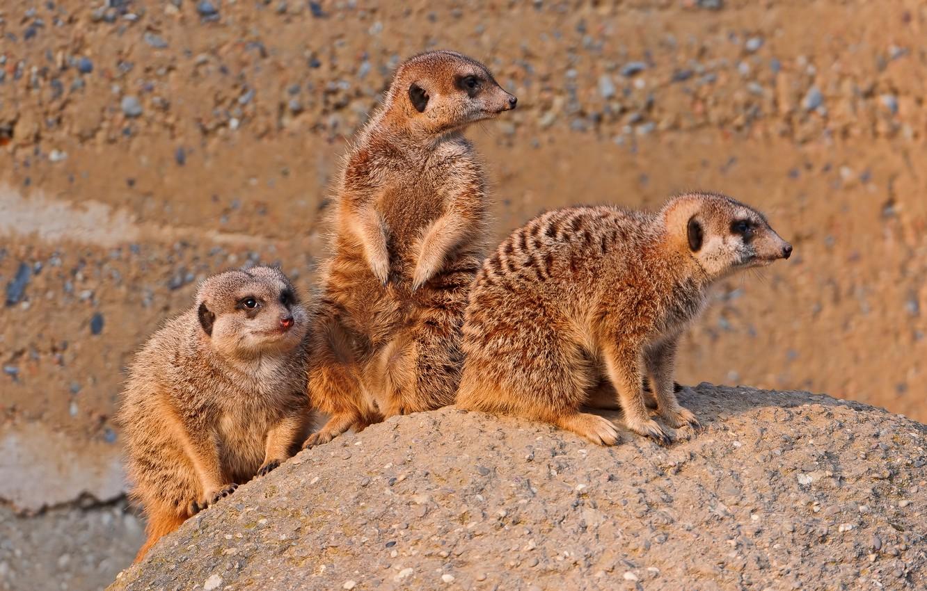 1332x850 Wallpaper stone, meerkats, family image for desktop, section животные