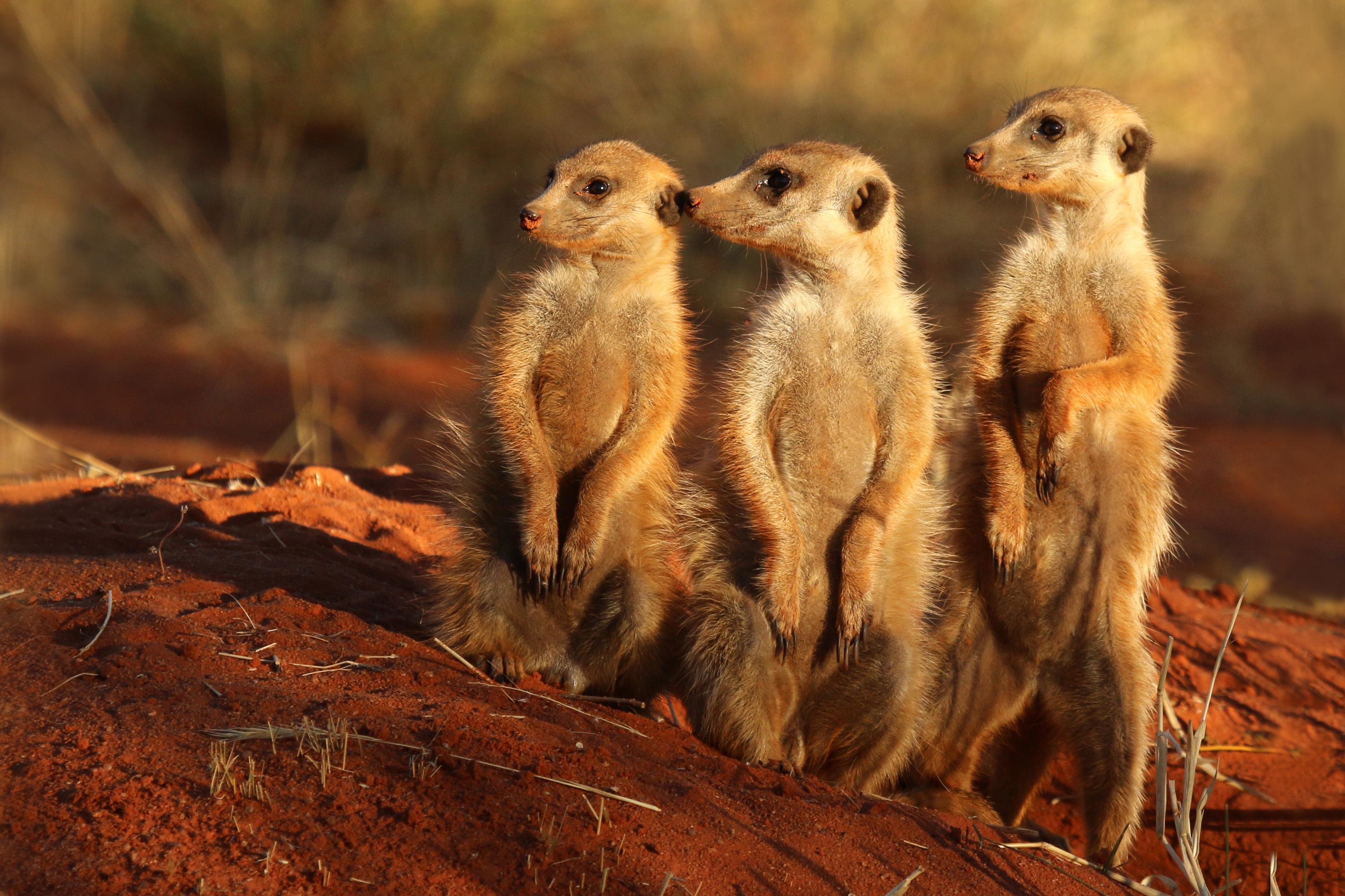 3425x2283 Meerkat HD Wallpaper