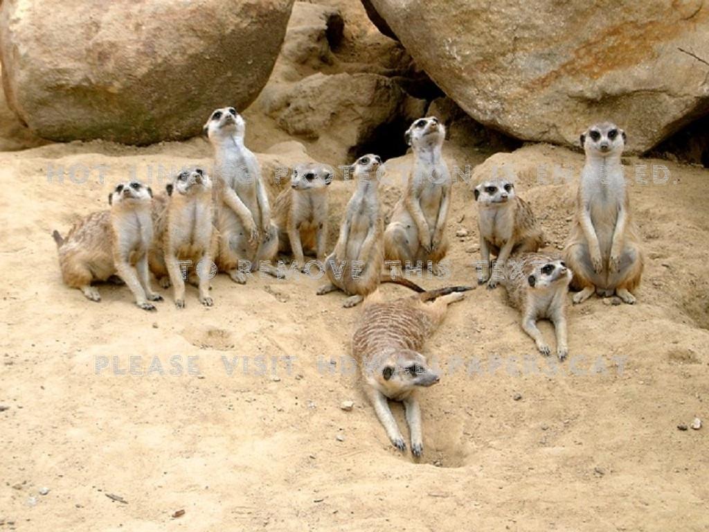 1024x768 meerkat family cute animal