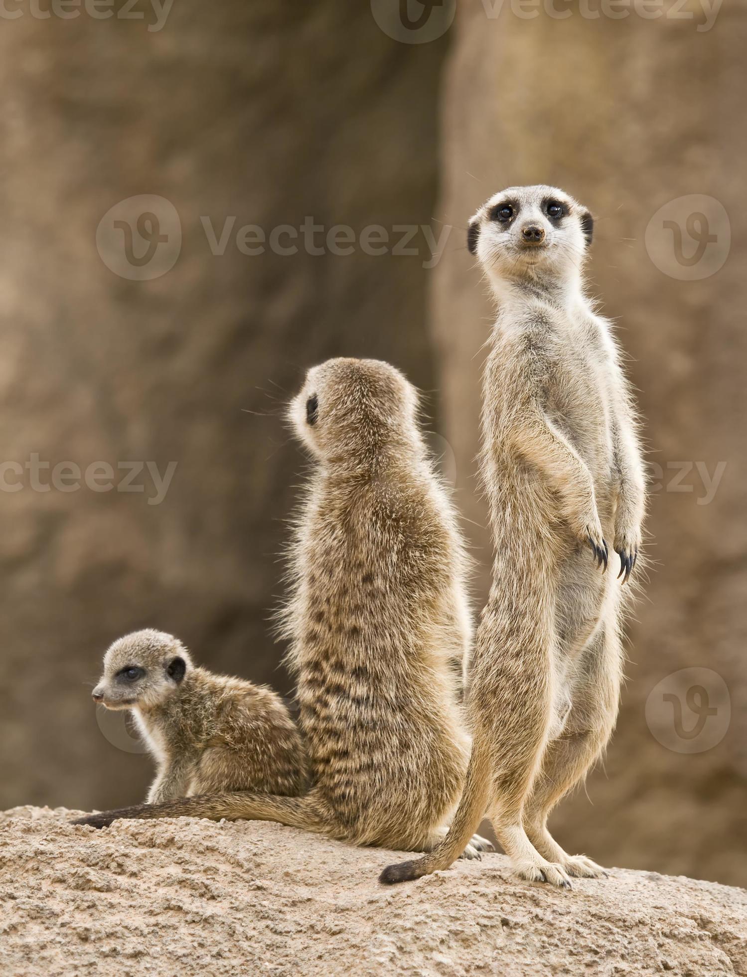 1499x1960 Meerkat Family