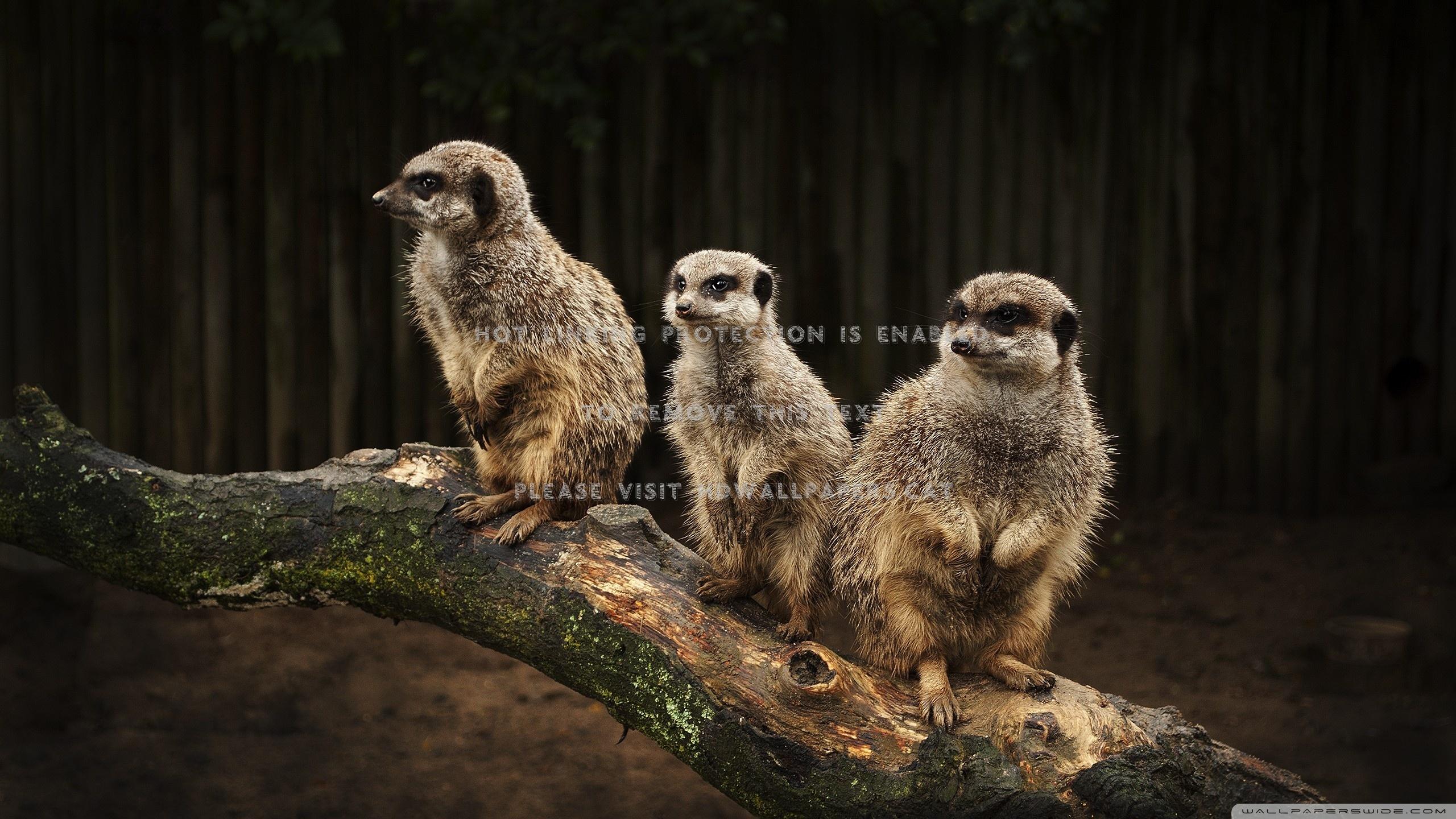 2560x1440 meerkat family wildlife branch animals