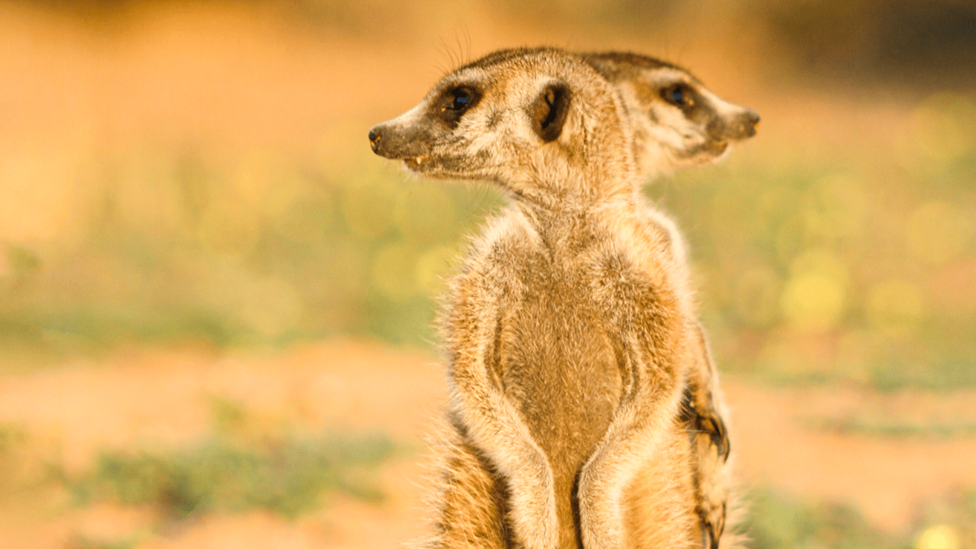1920x1080 Watch Meerkat Manor