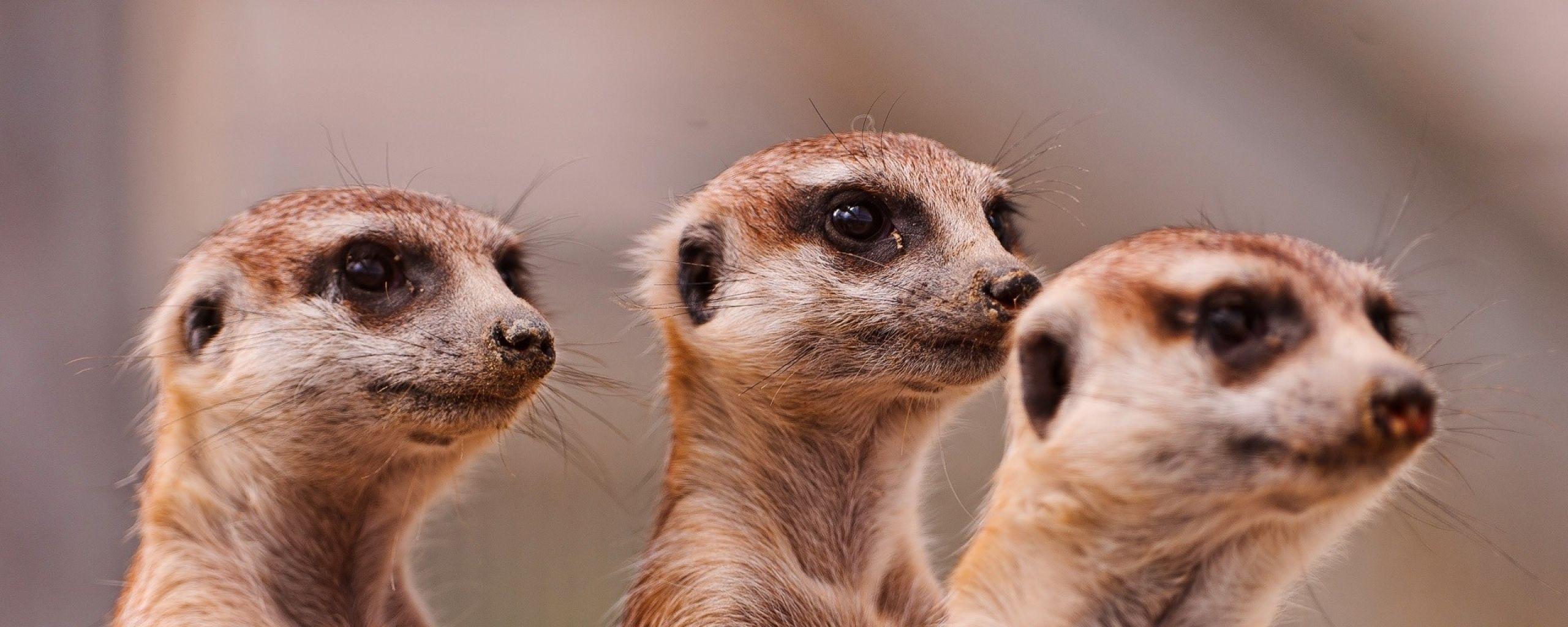 2560x1024 Meerkats Wallpaper