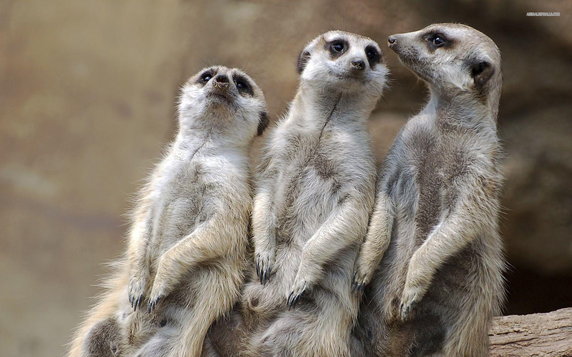 1920x1200 Meerkats ideas. meerkat, animals, animals wild