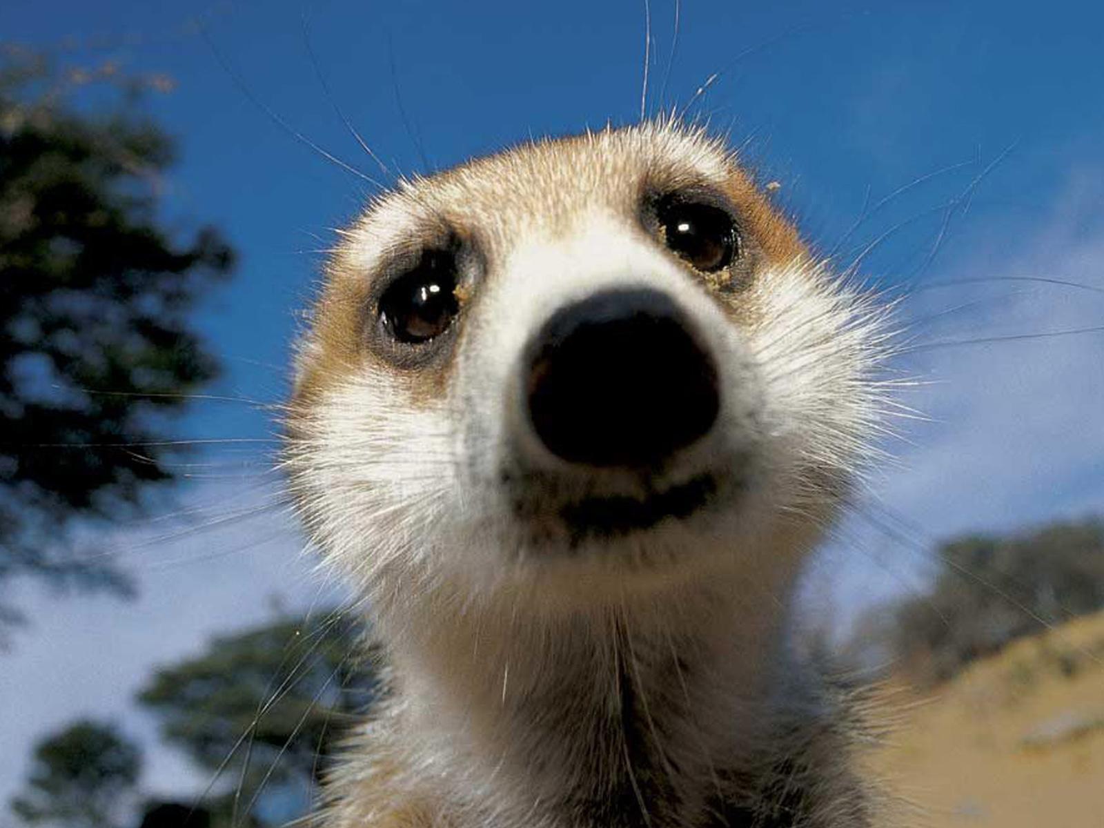 1600x1200 Meerkat Cute Wallpaper for Android