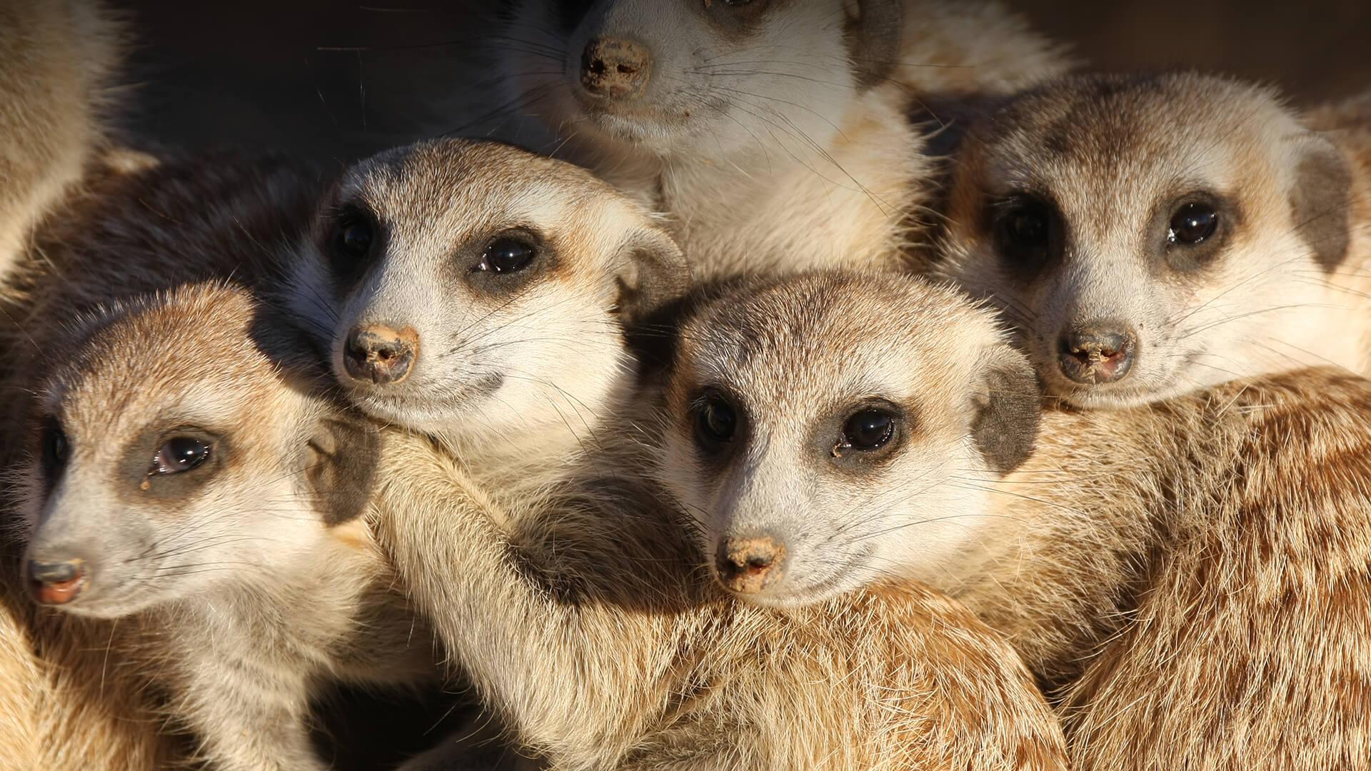 1920x1080 Meerkat. San Diego Zoo Animals & Plants