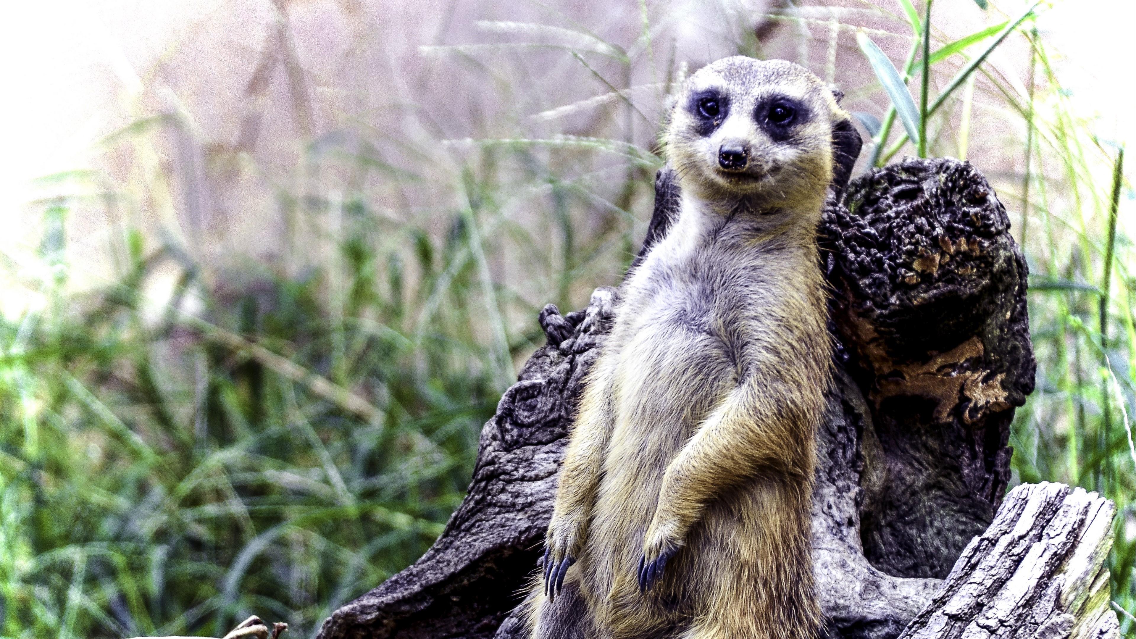 3840x2160 meerkat HD wallpaper, Background