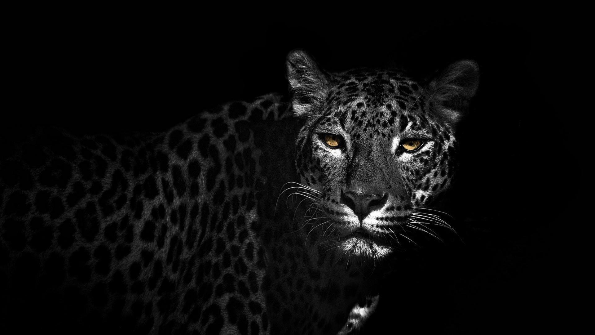 1920x1080 White And Black Animals Wallpaper