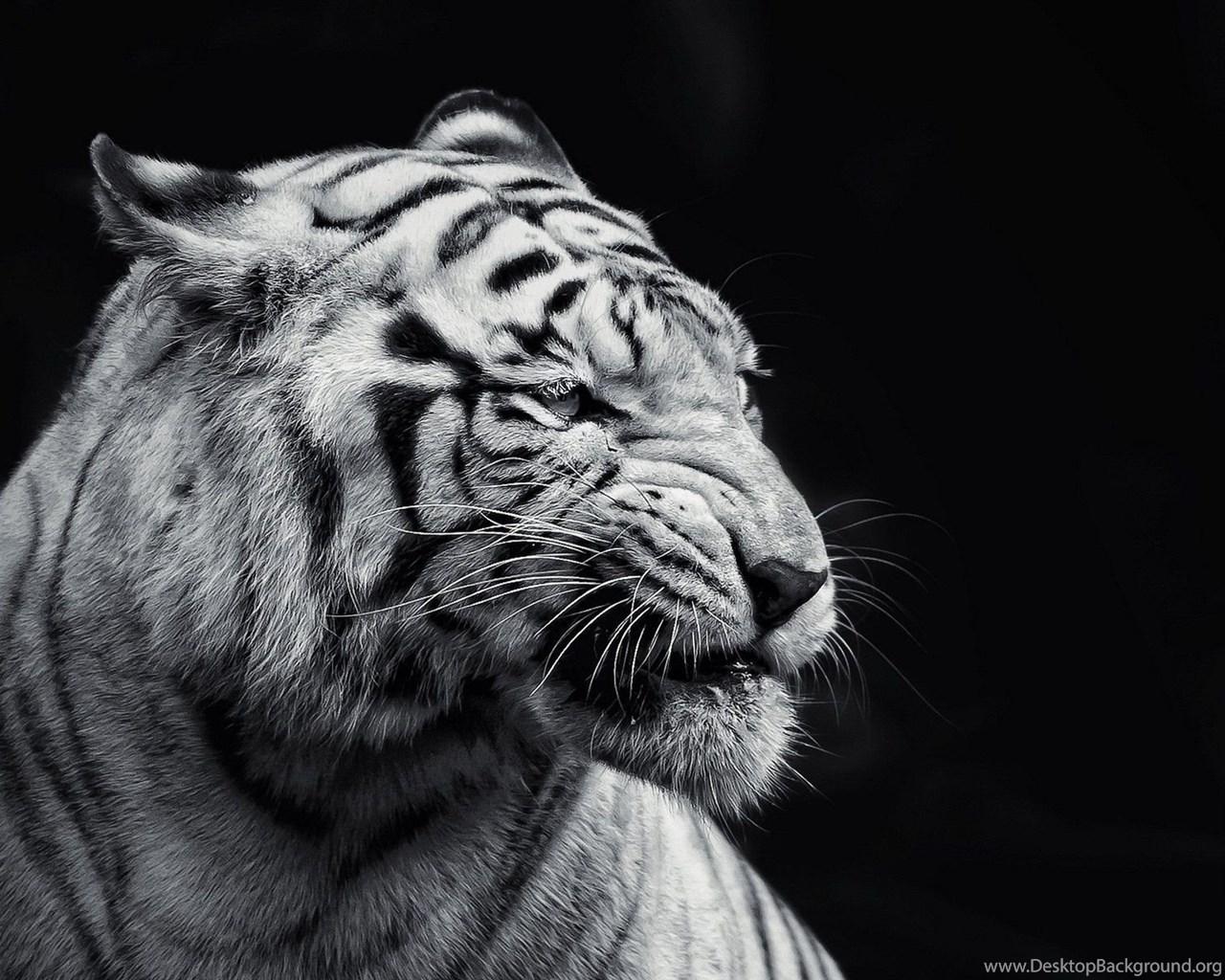 1280x1024 Black And White Tiger Wallpaper Animal Wallpaper Desktop Background