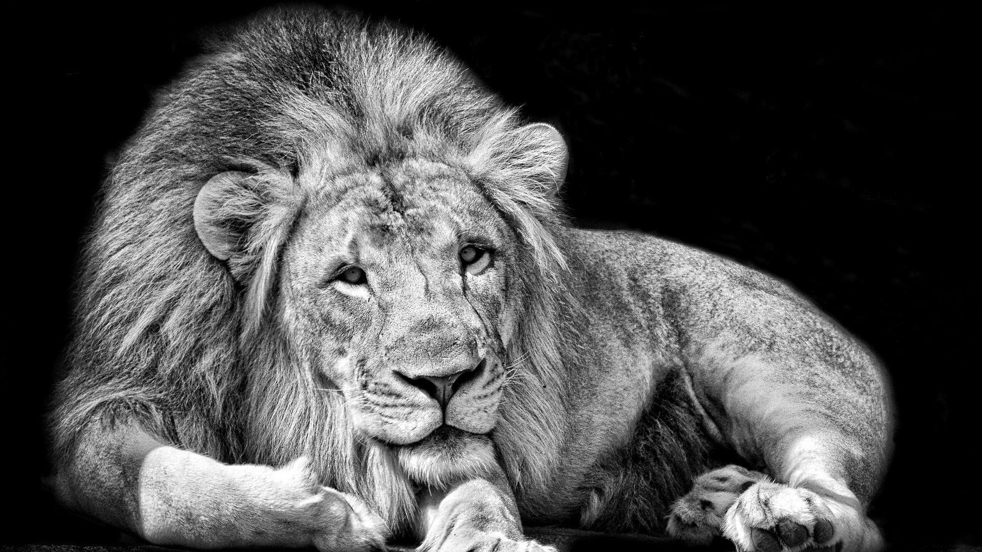 1920x1080 Lion Black and White Wallpaper