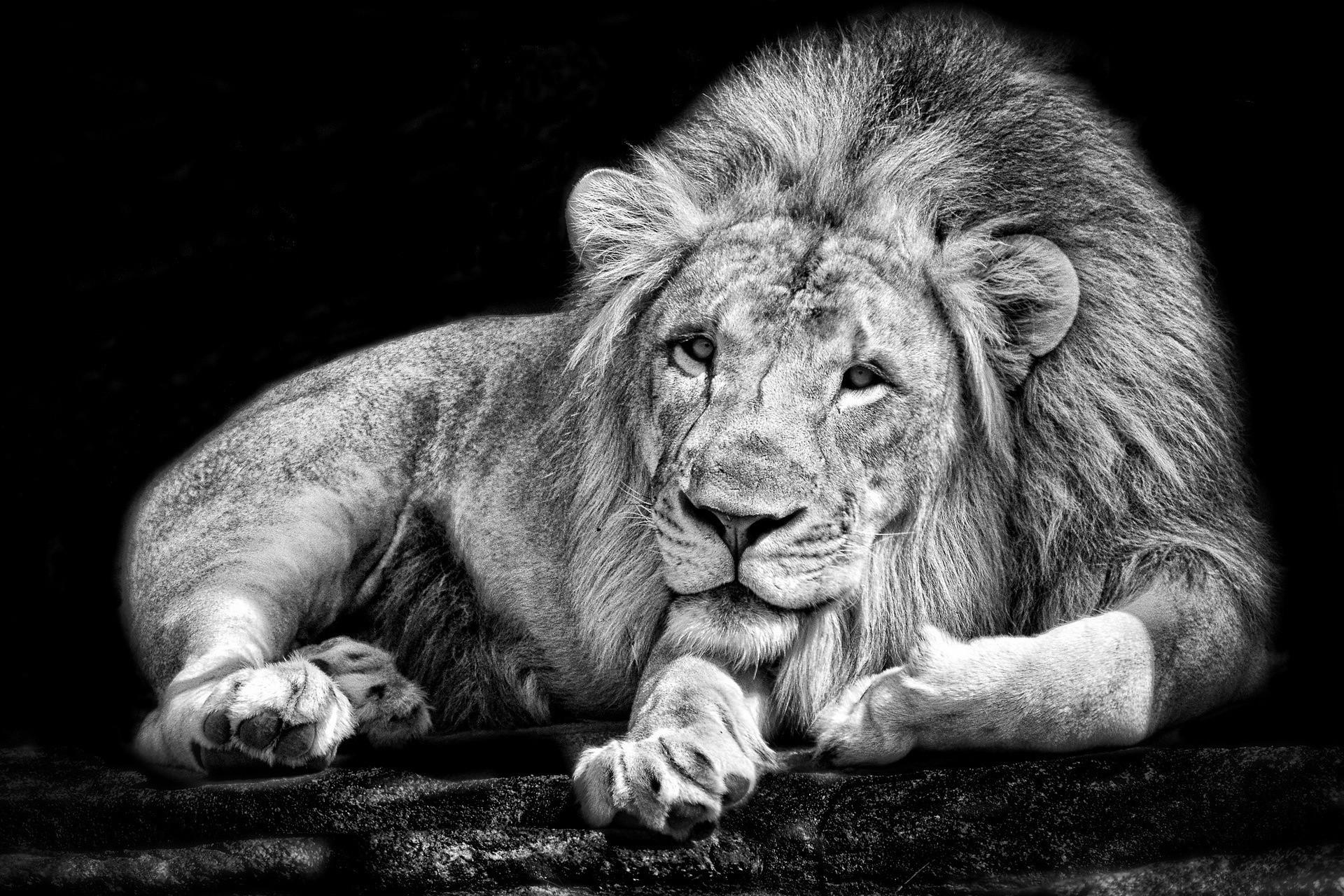 1920x1280 Free download monochrome Animals Lion Black White Wallpaper HD Desktop [1920x1280] for your Desktop, Mobile & Tablet. Explore White And Black Animals Wallpaper. White And Black Animals Wallpaper, White