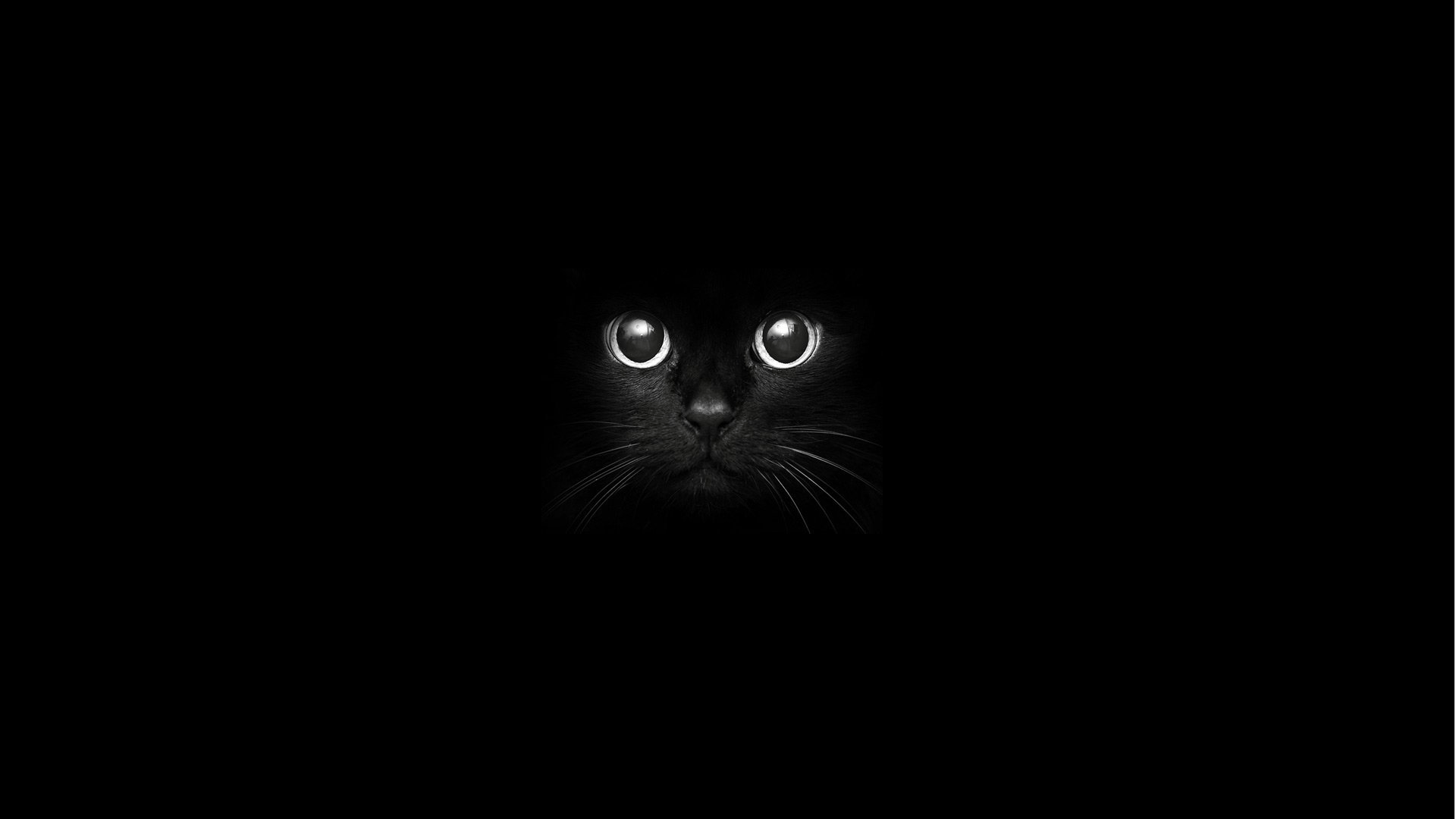 1920x1080 black, cat, monochrome, whiskers, Black Cat, darkness, computer wallpaper, black and white, monochrome photography, cat like mammal, small to medium sized cats. Mocah HD Wallpaper