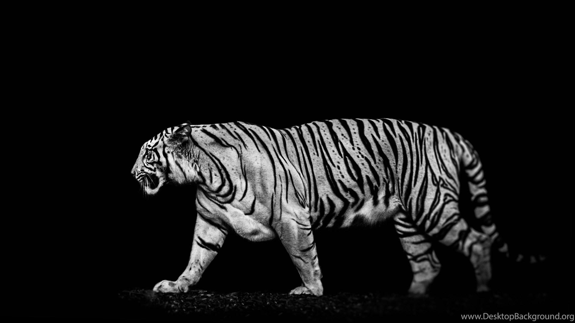 1920x1080 Black And White Tiger Wallpaper Image : Animal Wallpaper Kokean.com Desktop Background
