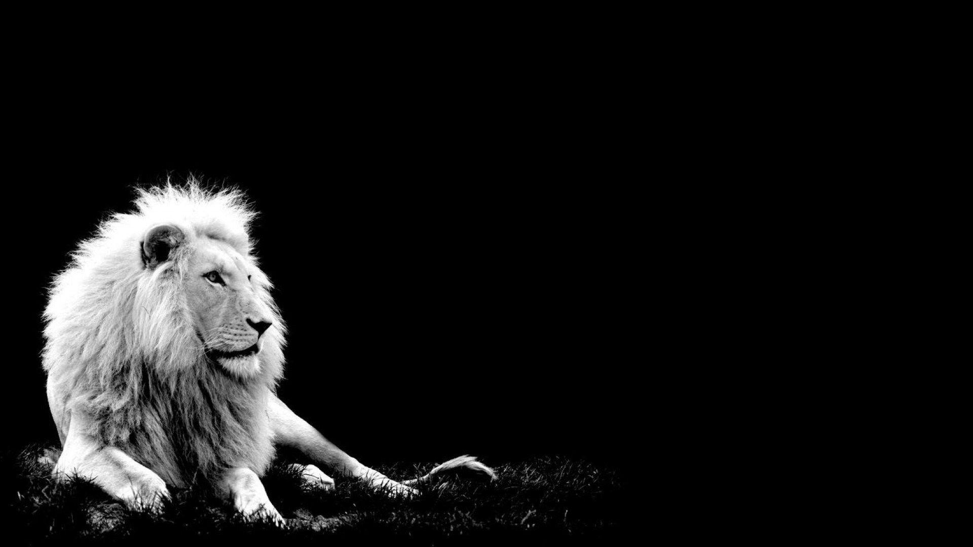 1920x1080 Lion Black and White Wallpaper