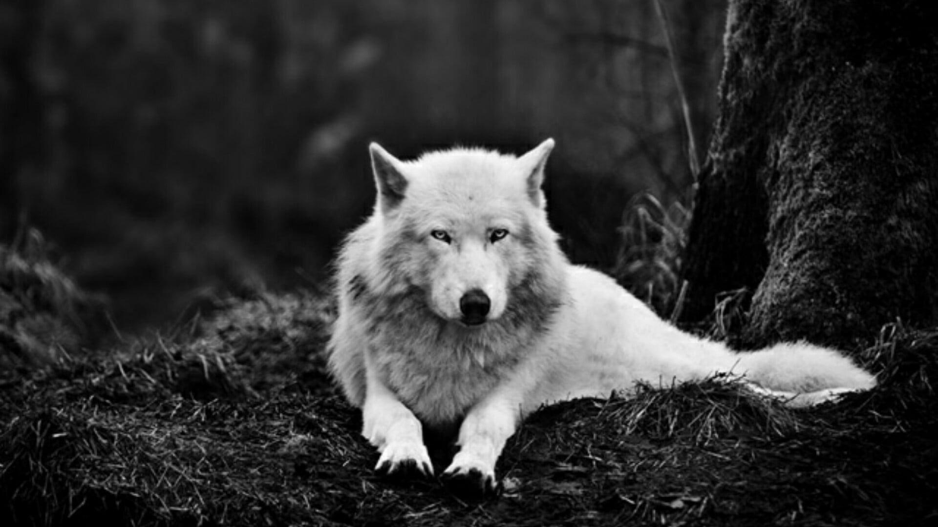 1920x1080 Wallpaper Wolf, Alaskan Tundra Wolf, White Wolf, Black White • Wallpaper For You HD Wallpaper For Desktop & Mobile