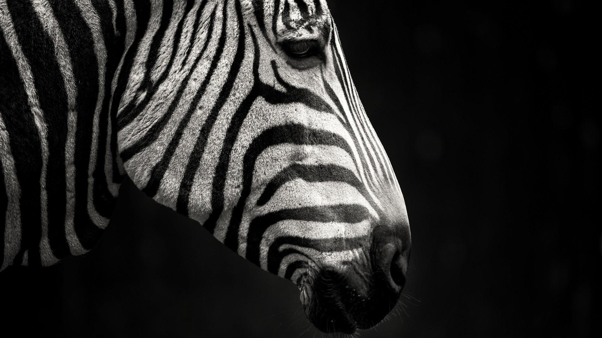 1920x1080 Wallpaper / zebras, animals, dark, black, white, mammals