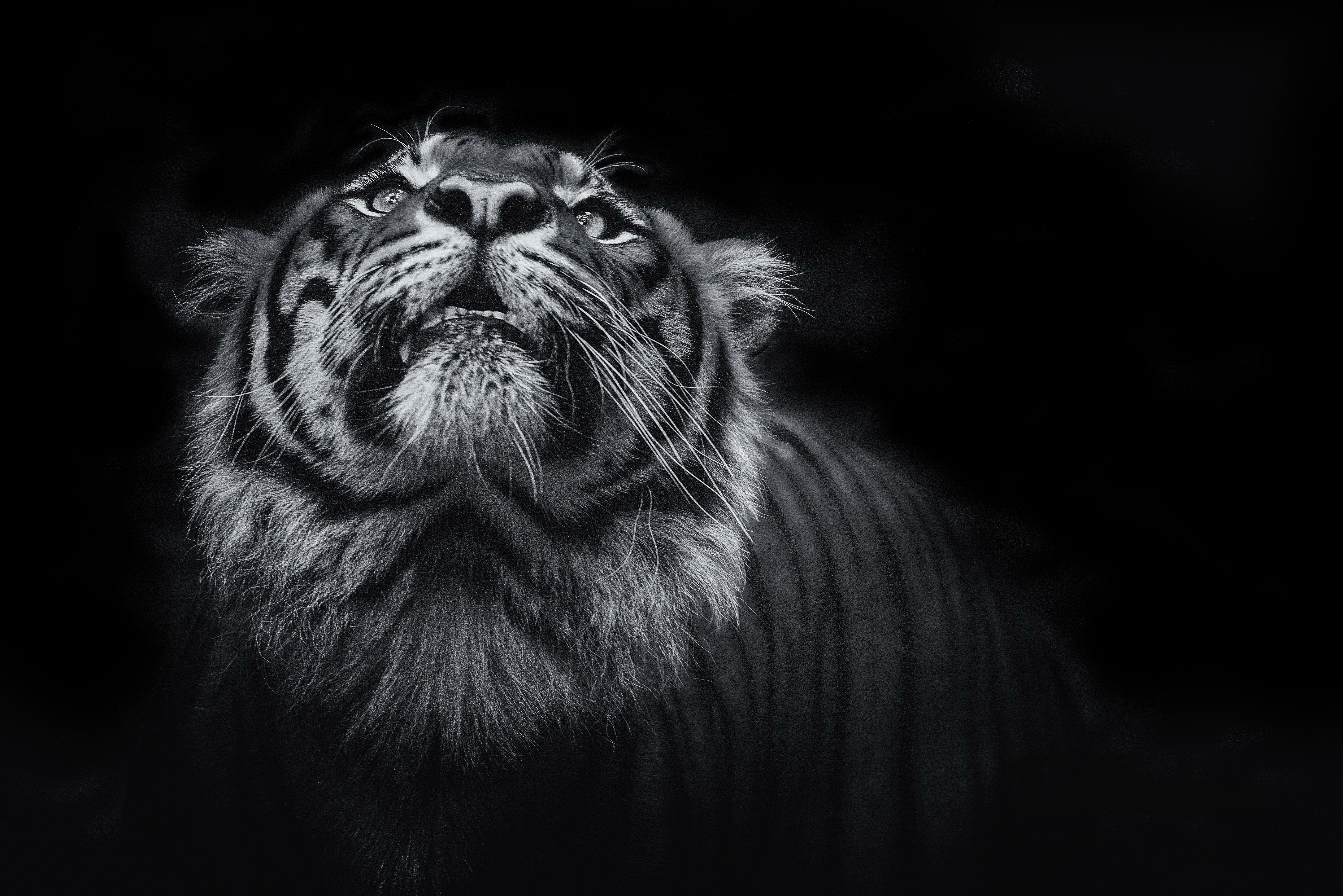 6406x4276 Dark Animals Wallpaper
