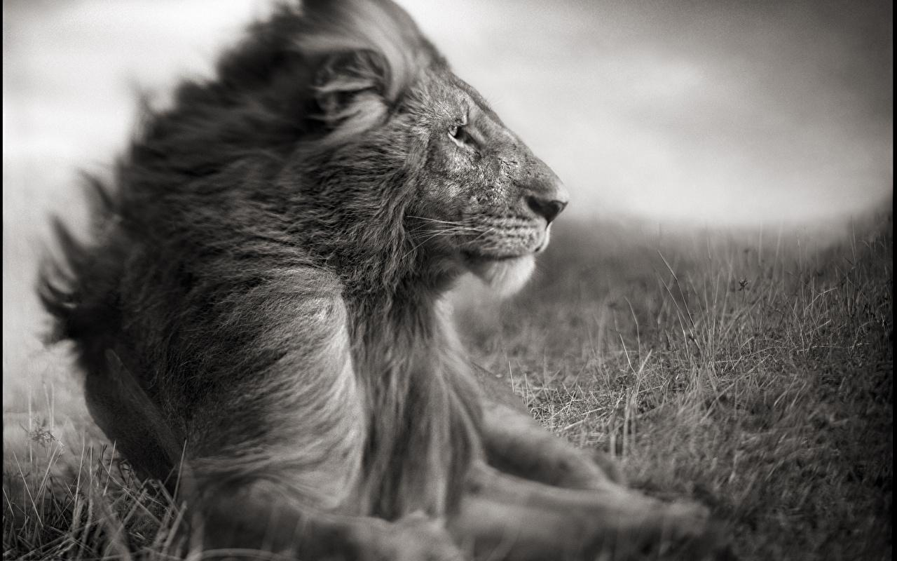 1280x800 Desktop Wallpaper Lions Big cats Black and white Animals