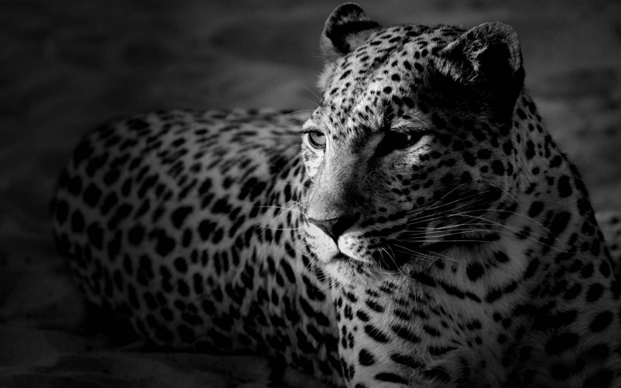 1280x800 Free download Black And White Jaguar Animal desktop wallpaper 1280x960 [1280x800] for your Desktop, Mobile & Tablet. Explore Black And White Animal Wallpaper. Black and White Dog Wallpaper, Wallpaper