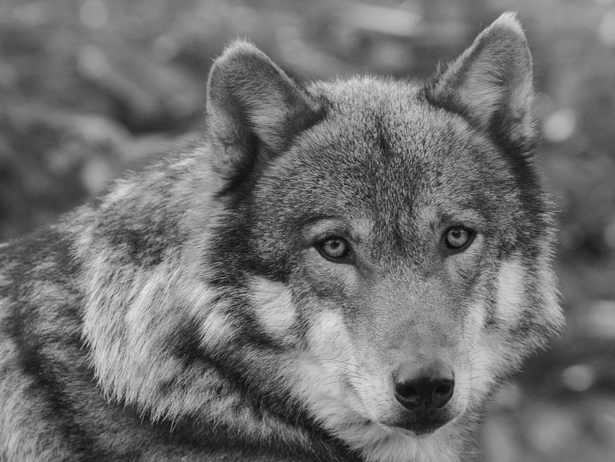 2000x1502 Black And White Wolf 30 Desktop Background And White Animal Picture Wolf