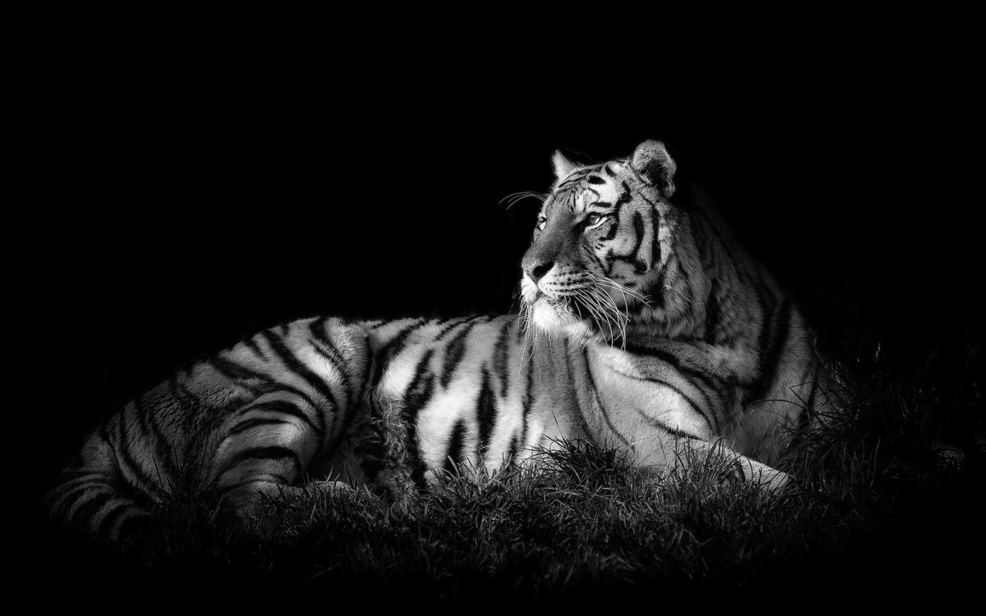 1920x1200 Black and White Tiger