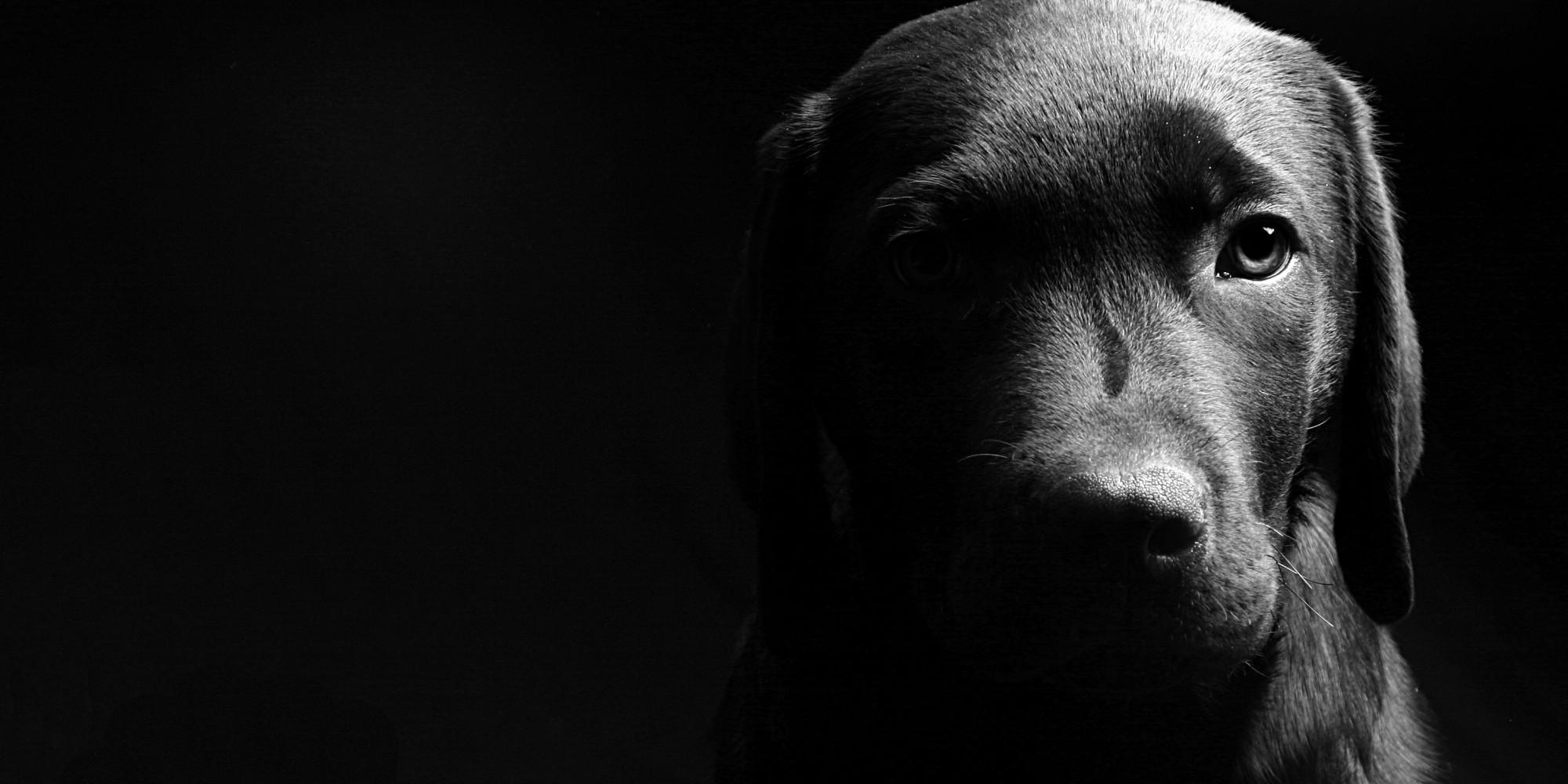 2000x1000 Dog Wallpaper Black And White And White Background Dog