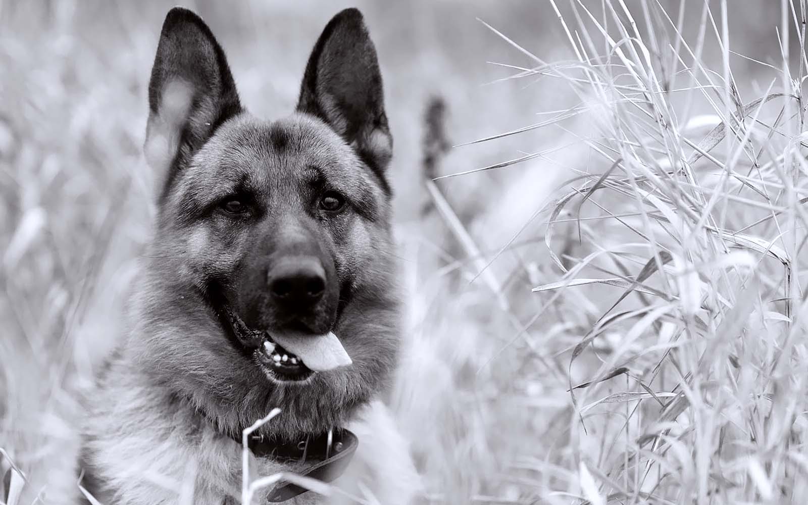 1600x1000 Black White Guard Dog Photo Wallpaper HD / Desktop and Mobile Background