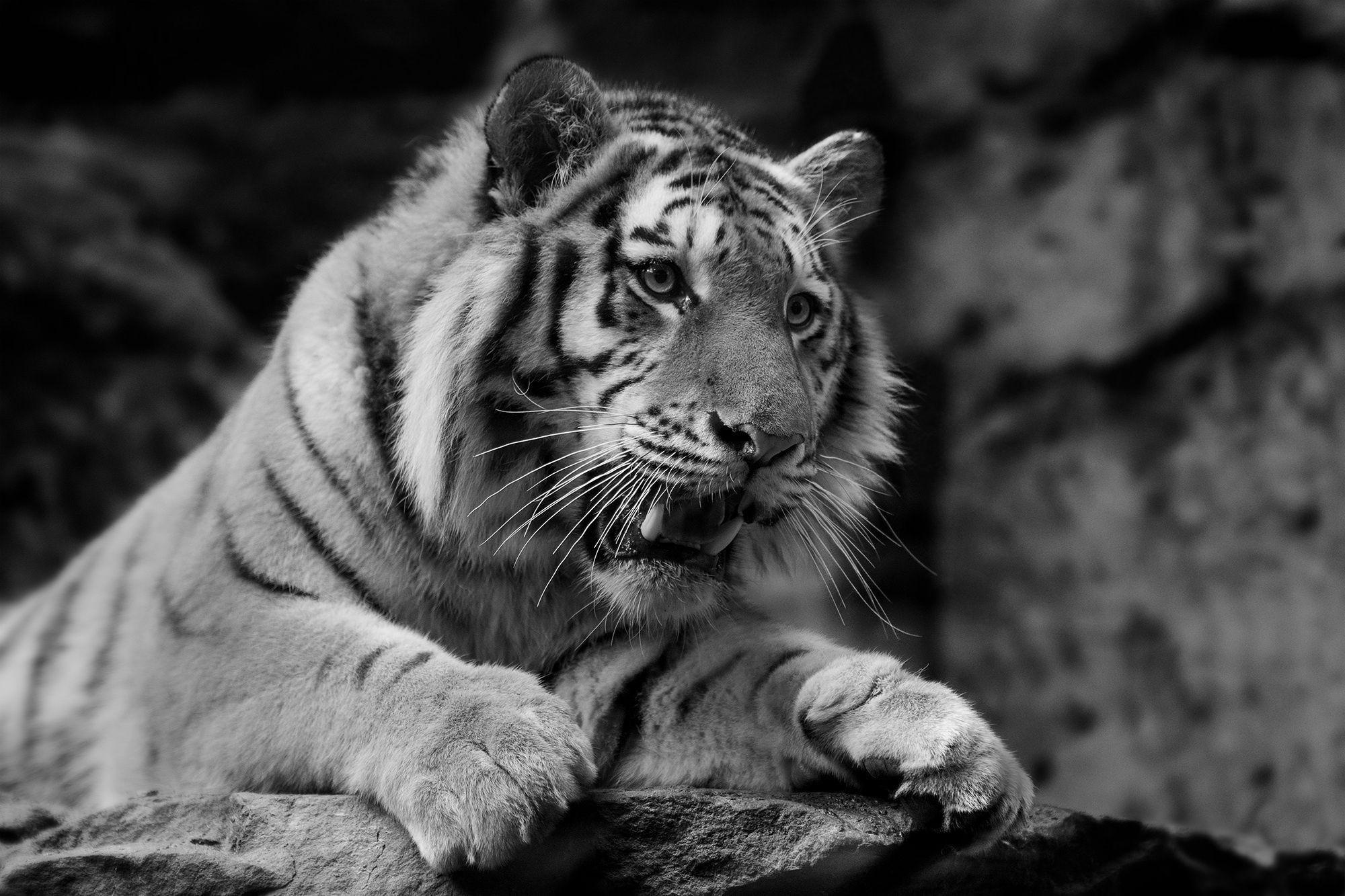 2000x1333 Black and White Tiger