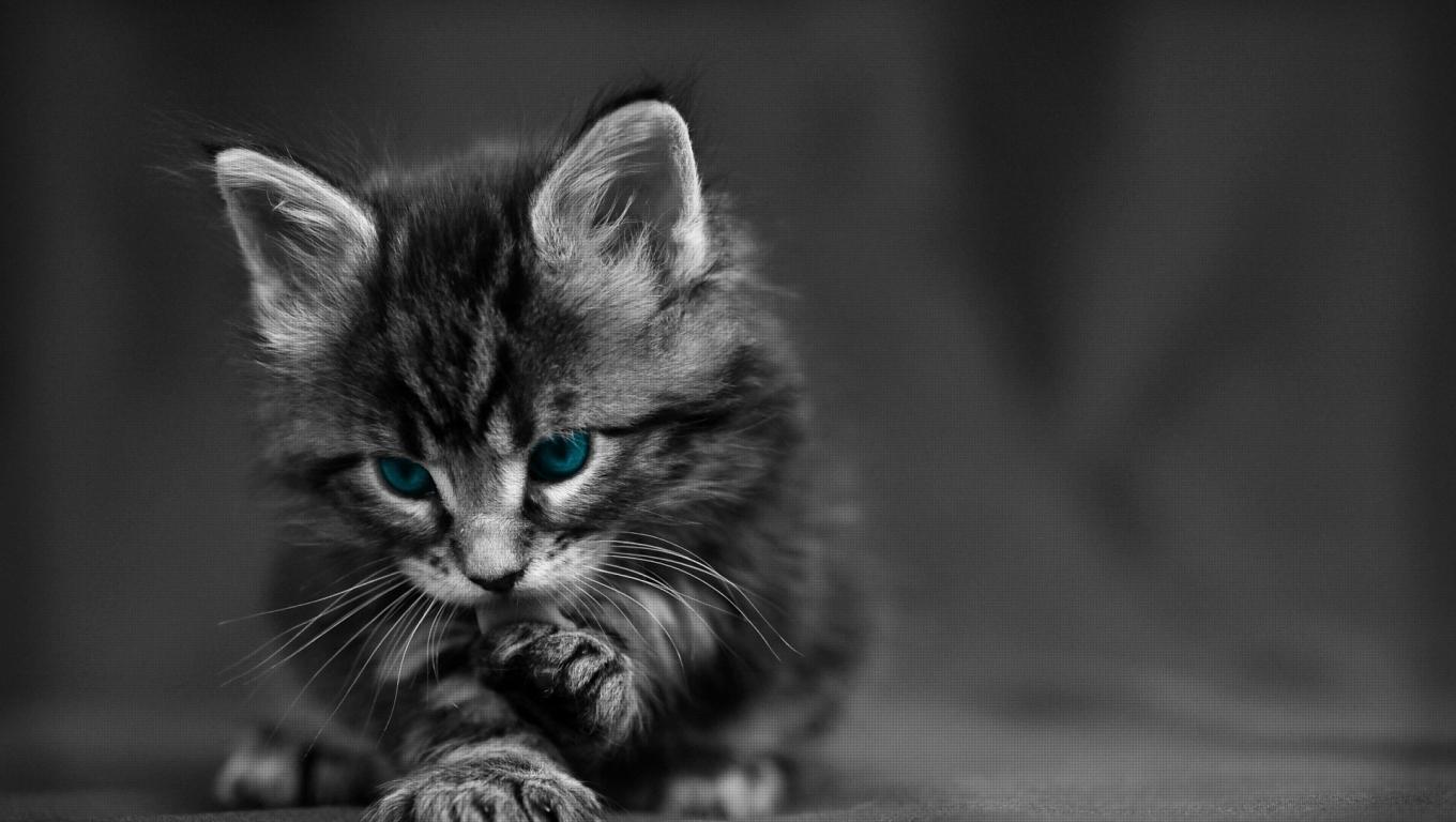 1360x768 cat, black white, blue Desktop Laptop HD Wallpaper, HD Animals 4K Wallpaper, Image, Photo and Background