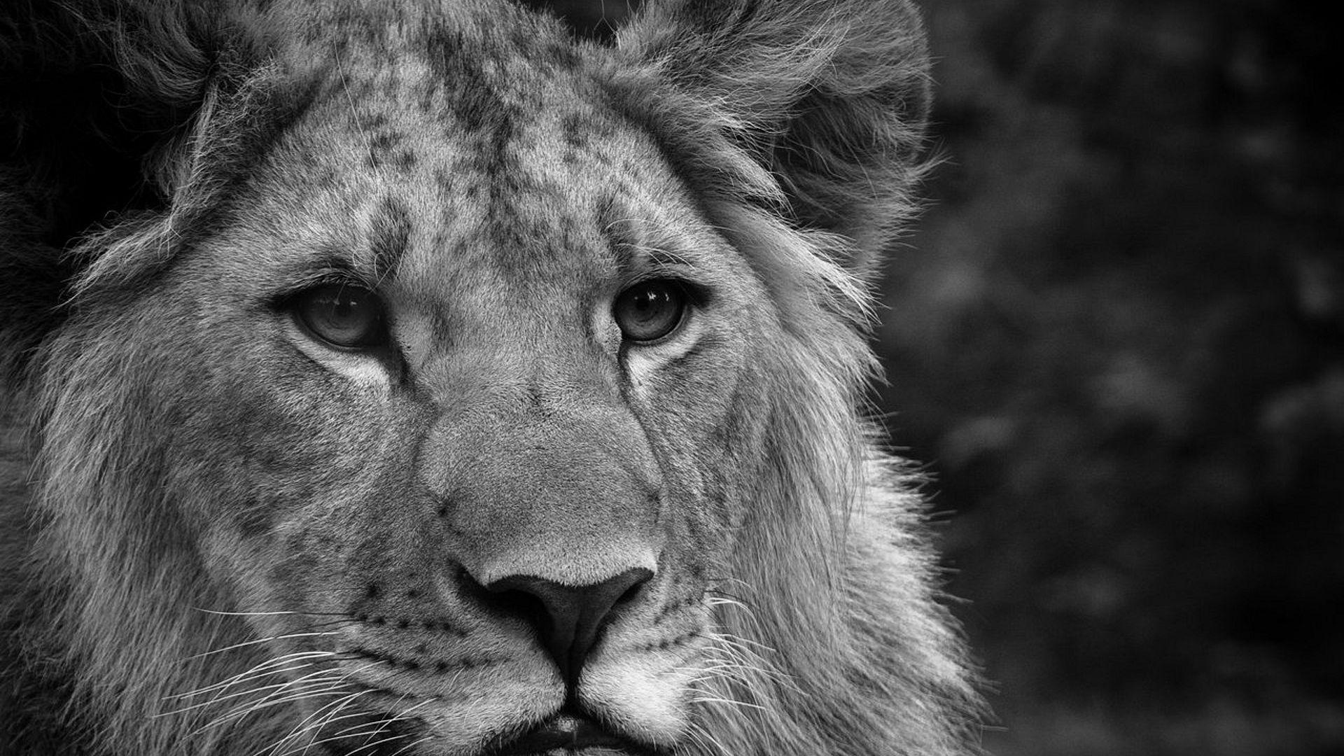 1920x1080 Lion, Face, Fluffy, Mane, Black White Free Wallpaper Download For PC