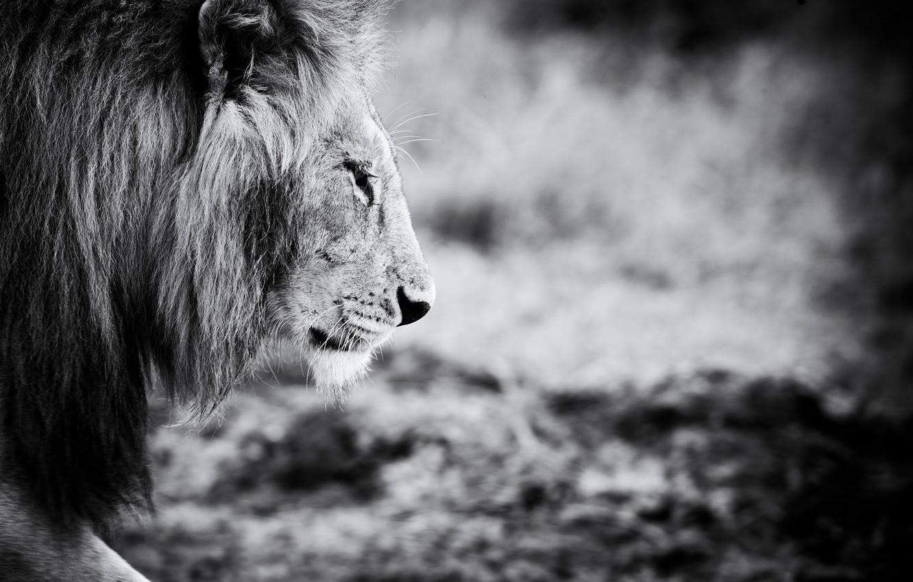1332x850 Wallpaper animal, Leo, black and white, animals, lion image for desktop, section животные